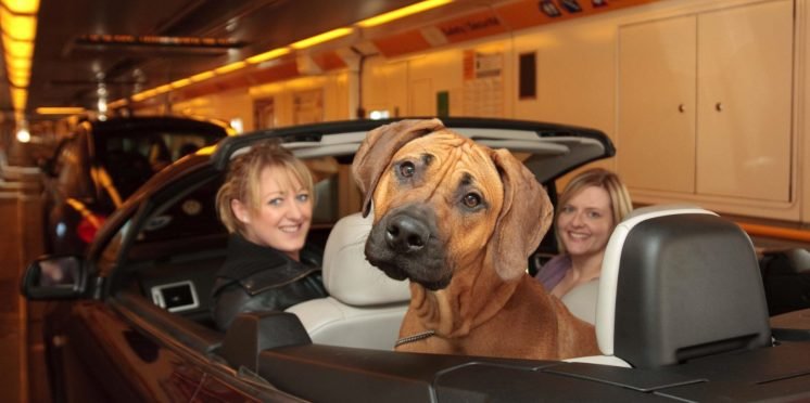 Travelling with pets on Eurotunnel Le Shuttle