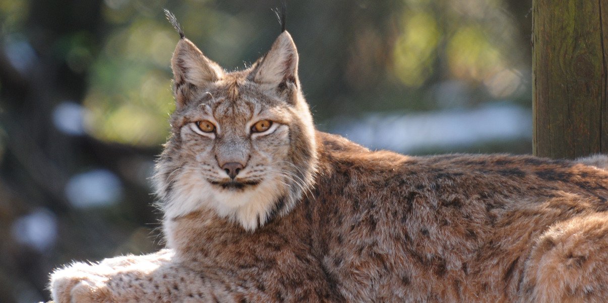 Lynx cats set to be let loose in the UK - CitiBlog
